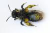 Andrena cineraria